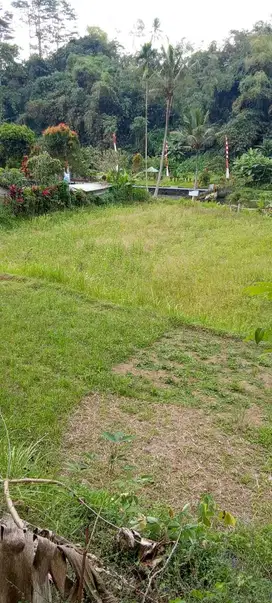 Tanah sawah produktif ada mata air besar  pakis malang