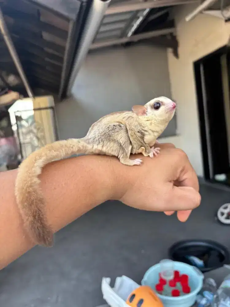 Sugar Glider WF Caramel