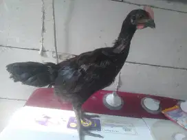 ANAKAN AYAM PELUNG CIANJUR JUMBO 3 EKOR