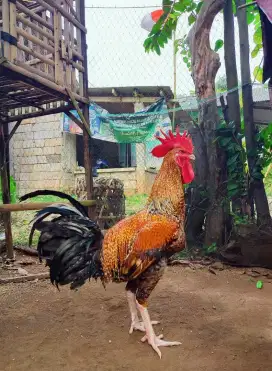AYAM PELUNG JALI EMAS CIANJUR JUMBO
