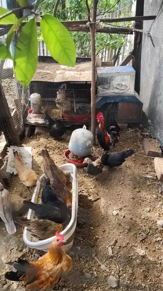 Ayam Kate besar dan kecil