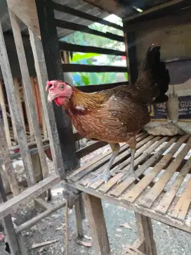 Ayam filipin betina spangled produksi satu lokasi Kp Rambutan
