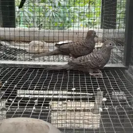 Perkutut cemani remaja siapan sepaket