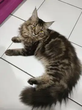 Kitten Maincoon Mix Jantan