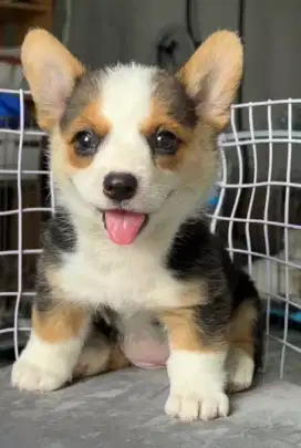 DIJUAL ANAK ANJING WELSH CORGY