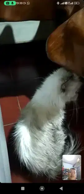 Kucing anggora induk dan anak nya 1