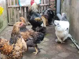 Sepaket Ayam brahma Gold Leced 6bln