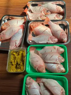 Jual Ikan Nila Yang Minat Tanya Dulu Boleh