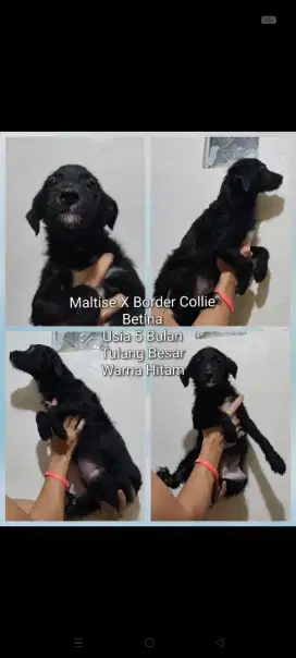 Anakan anjing Mix