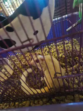 SUGAR GLIDER BETINA