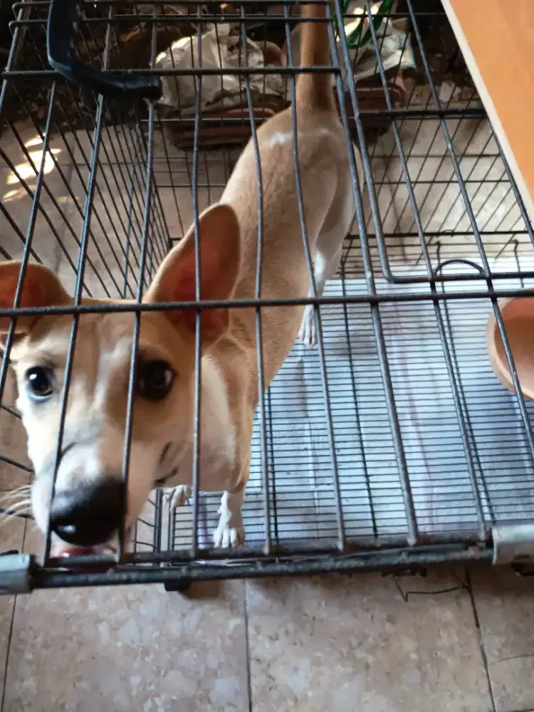 Anjing Gratis bisa di ambil rumah saya