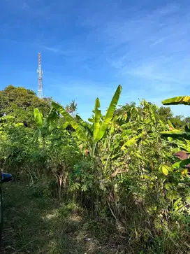 DIJUAL CEPAT TANAH DEPAN TERMINAL SANGKET