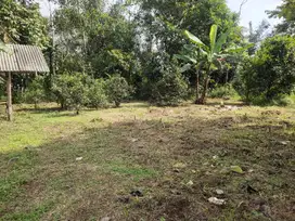 Di Jual Kebun ,Dekat Penduduk