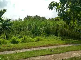 Tanah zona merah di kawasan industri Saren Kalijambe Sragen