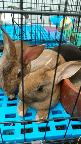 1 paket 4 anakan kelinci + kandang