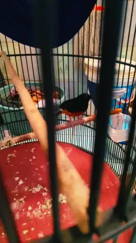 Murai batu sehat dulu mah bagus sebelum mabung sekarang ngeriwik doang