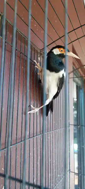 Jalak Suren Deker + Kandang Besi