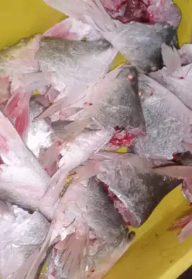 Kepala ikan kakap putih atau baramundi