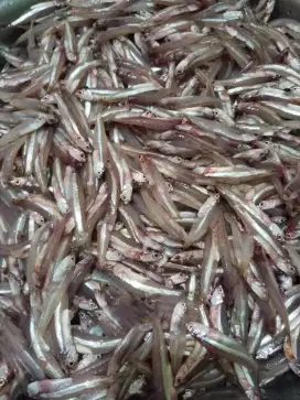 Ikan teri basah