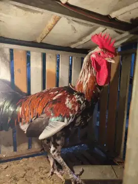 PELUNG PACEK JUMBO TINGGI CIANJUR