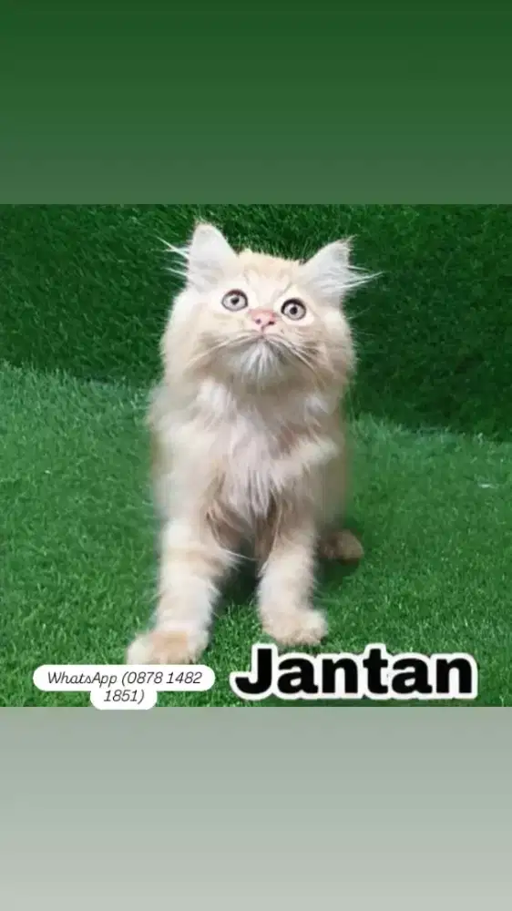 jual  bergai jenis kucing