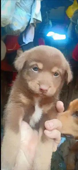 Anak anjing mix golden