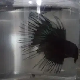 Jual ikan cupang hias