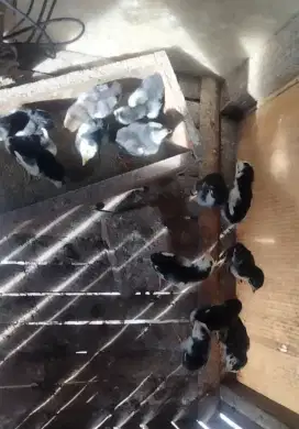 Anak ayam bangkok