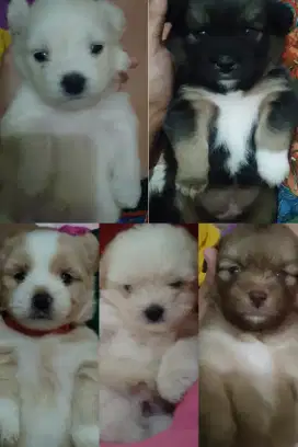 Adopsi anak anjing toy/mini poodle