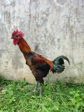 PELUNG CIANJUR JUMBO 7 Bulan RAJIN KOKOK ADA KEMBARANNYA