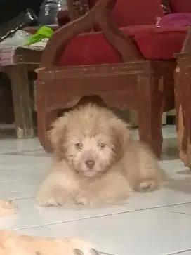 Adopsi toy poodle puppy's