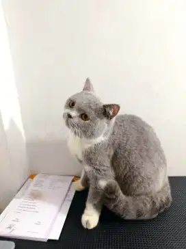 BRITISH SHORTHAIR / BSH BICOLOUR