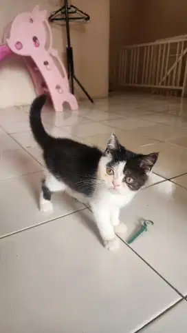 Kucing Persia Flatnose