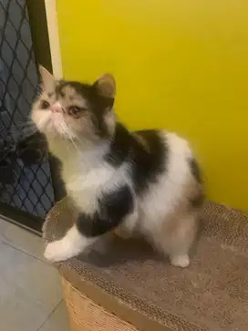 kucing persia calico