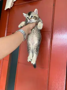 British shorthair golden