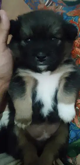 Adopsi anjing poodle..  Maltipo..