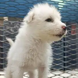 Samoyed Puppy Murah