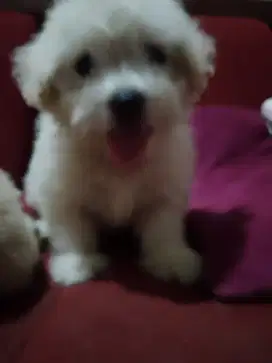 Adopsi anak anjing poodle. Maltipo