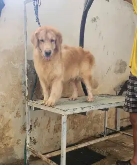 Golden Retriever Female 4 Tahunan Stambum Microchip Long Hair Big Bone