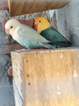 Lovebird indukan aktif BioPF x Biopb