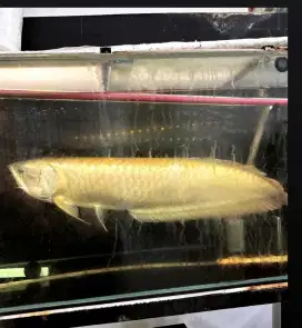IKAN ARWANA JUMBO GRATIS AQUARIUM FULLSET
