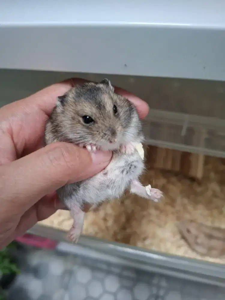 Hamster winter white jinak