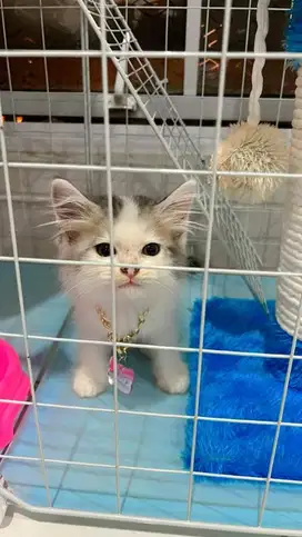 Kucing Angora Kitten lucu & terawat