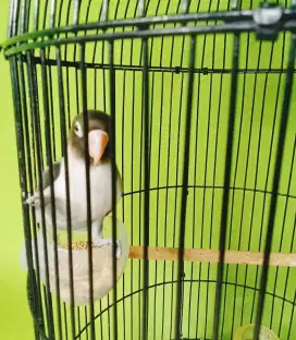 Burung Lovebird