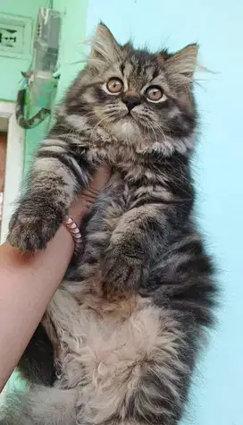 Kitten flatnose