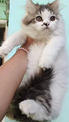 Kitten flatnose