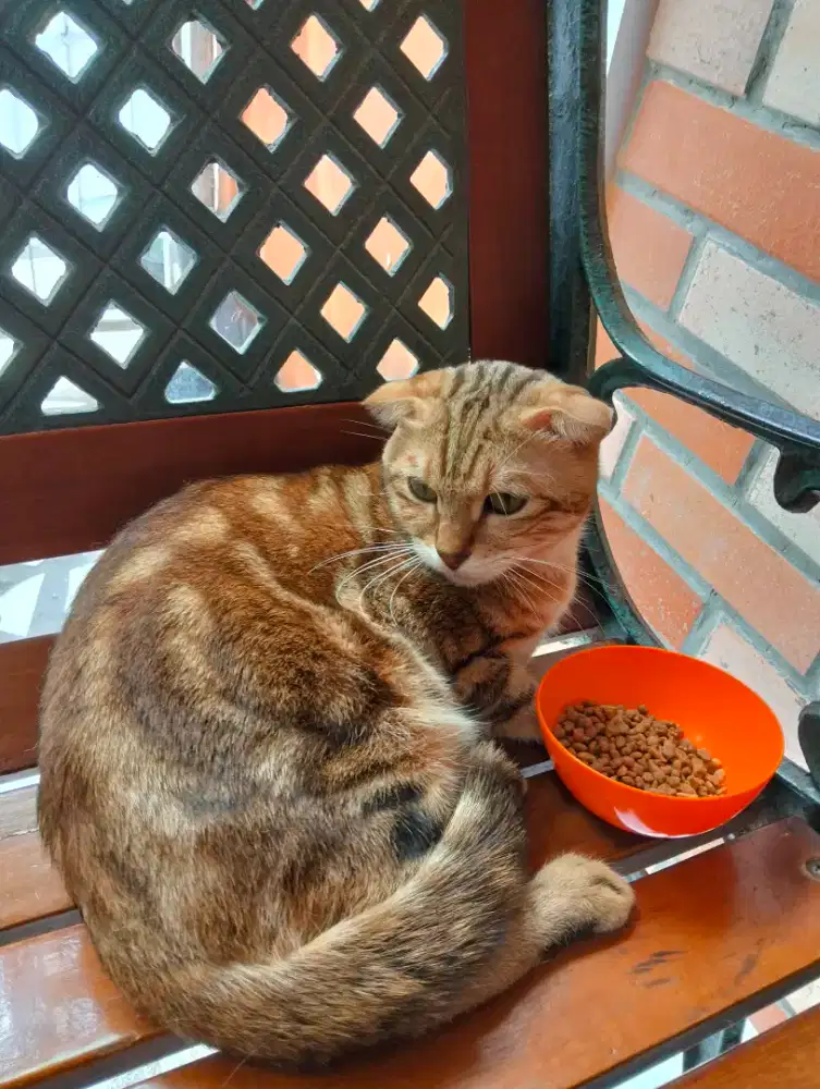 Kucing Scottish fold jantan marble