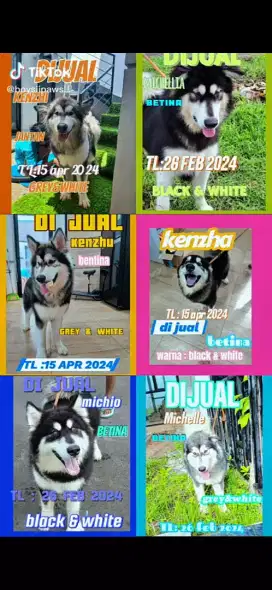 Open adopt alaskan malamute