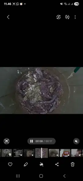 Ikan lele sangkuriang