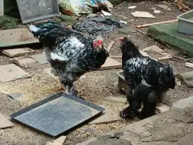 Ayam Brahma Dewasa